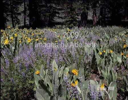 Field of Lupine and Mule Ears
